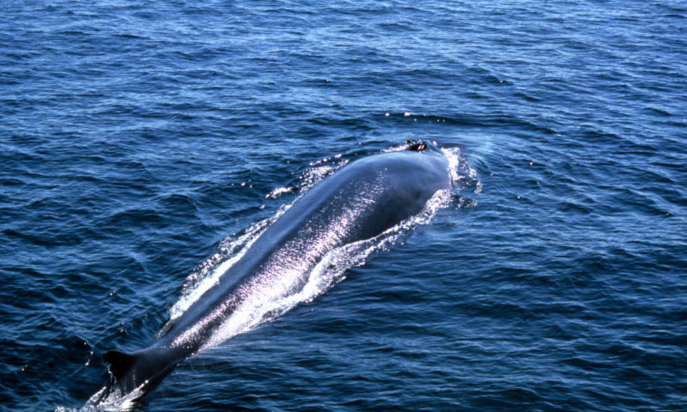 Mind-Boggling Facts About Blue Whales To Know About